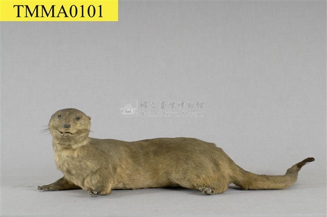 水獺藏品圖，第7張