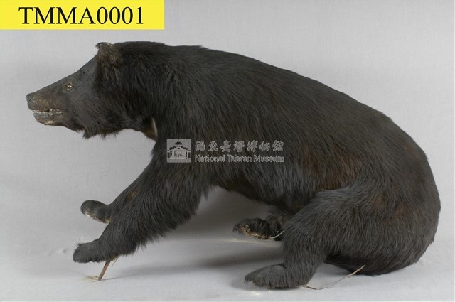 臺灣黑熊藏品圖，第1張