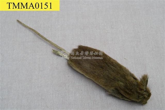 Formosan Field Mouse Collection Image, Figure 6, Total 18 Figures