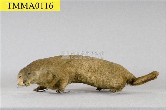 水獺藏品圖，第8張