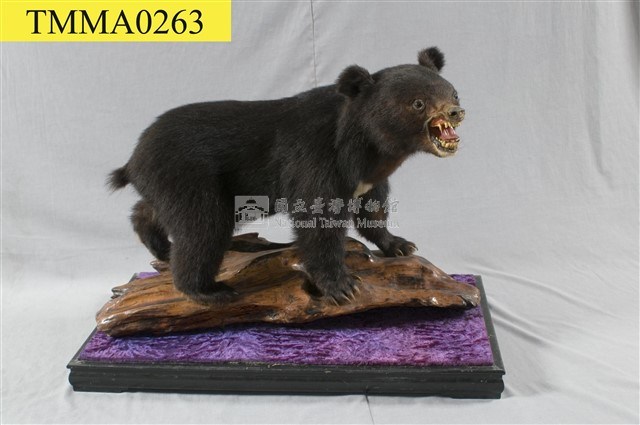 臺灣黑熊藏品圖，第5張