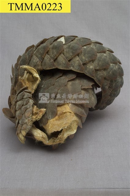 臺灣鯪鯉藏品圖，第5張