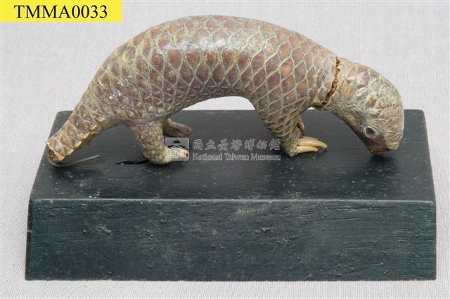 臺灣鯪鯉藏品圖，第5張