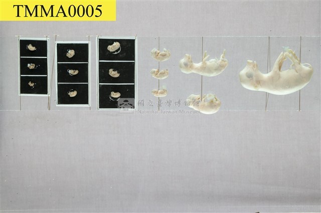 豚(家豬)(發生過程)藏品圖，第4張