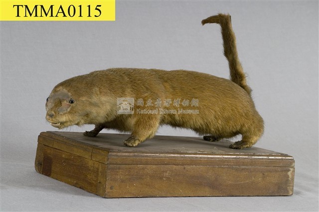 水獺藏品圖，第1張