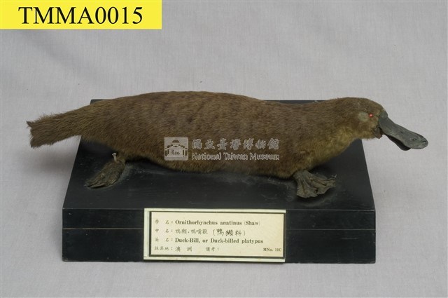 鴨嘴獸藏品圖，第1張