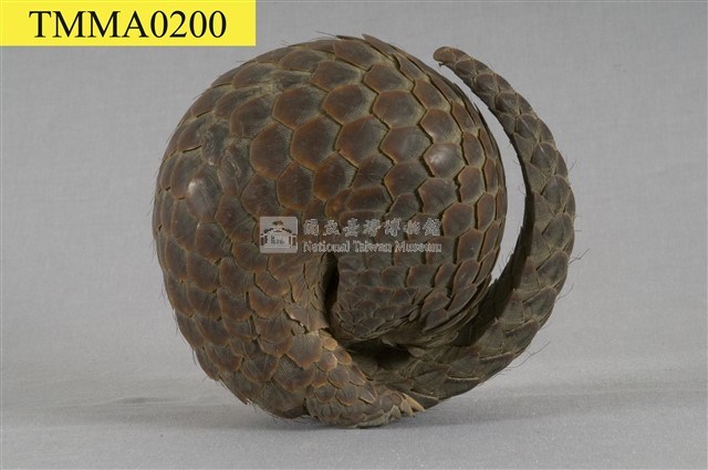 臺灣鯪鯉藏品圖，第6張