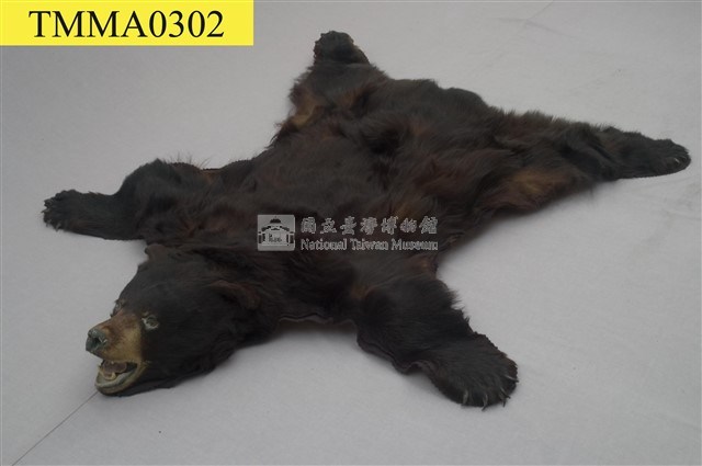 美洲黑熊皮藏品圖，第5張