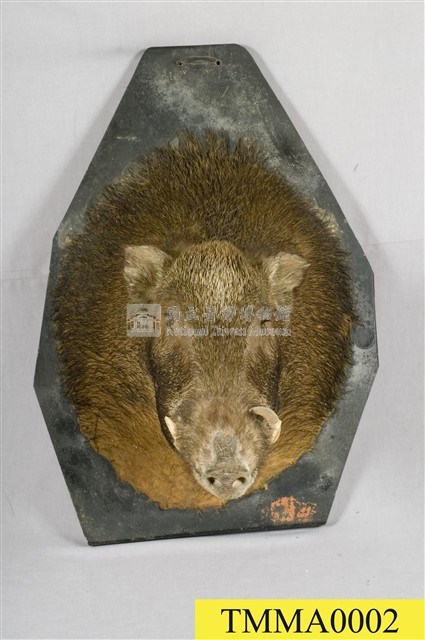 臺灣野豬藏品圖，第1張