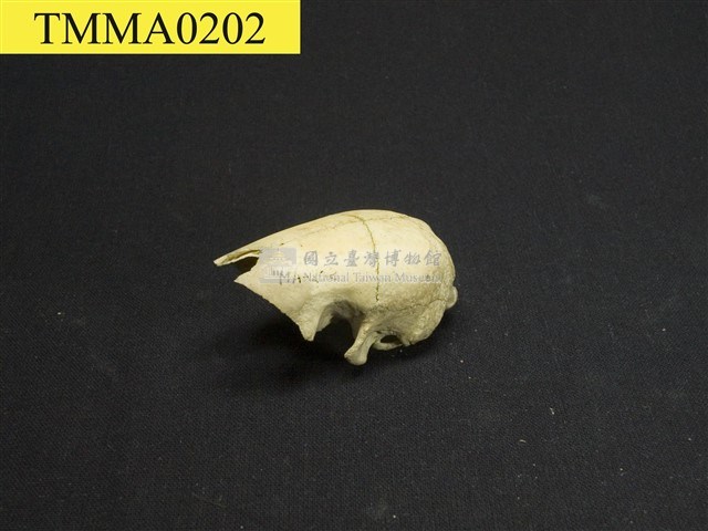臺灣鯪鯉藏品圖，第1張