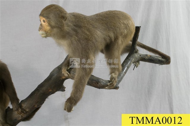 Formosan Rock-monkey Collection Image, Figure 5, Total 7 Figures