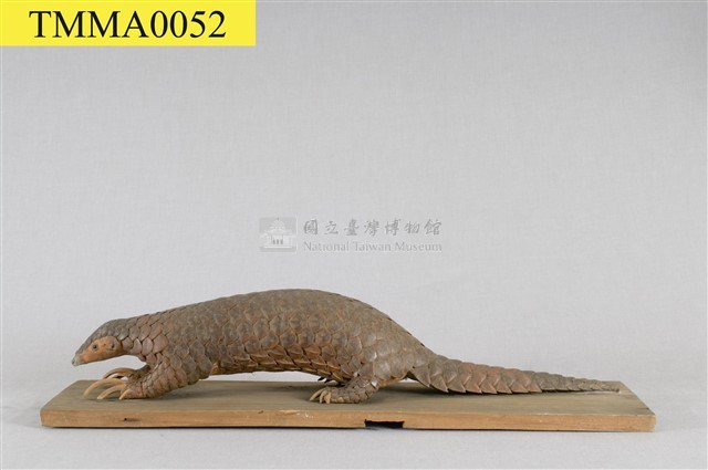 臺灣鯪鯉藏品圖，第6張