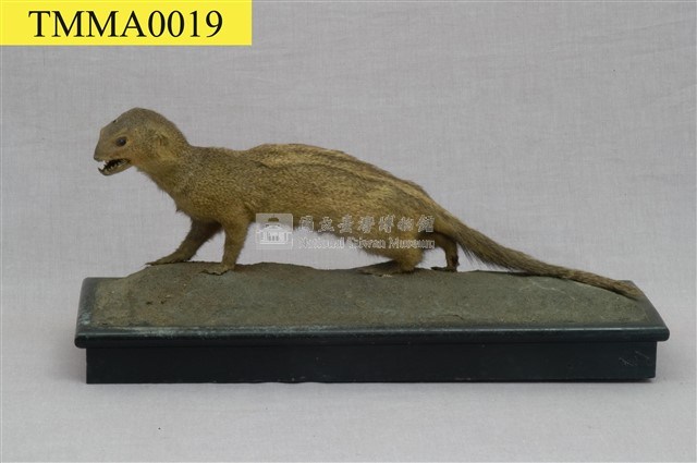 Crab-eating Mongoose Collection Image, Figure 5, Total 13 Figures