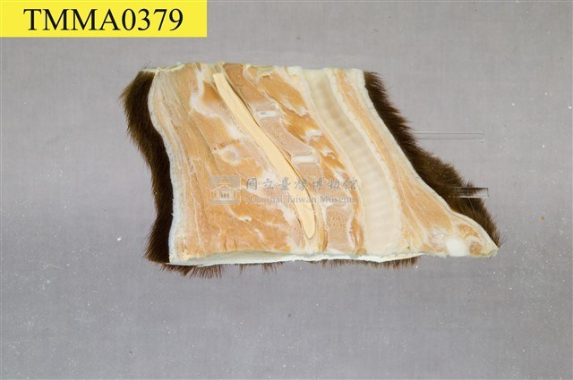 黑熊頸部藏品圖，第6張