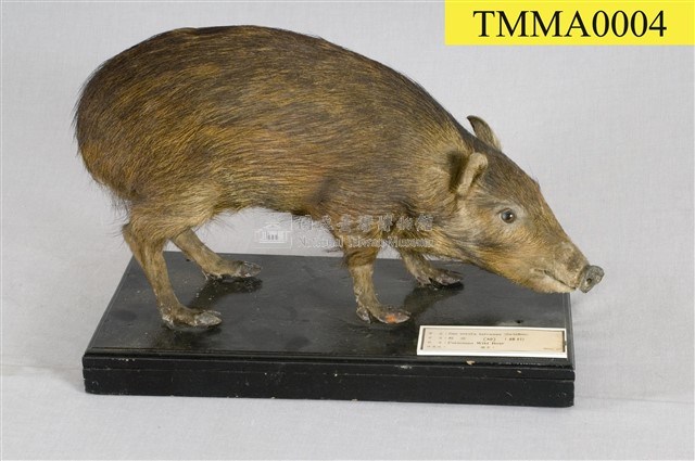 Formosan Wild Boar Collection Image, Figure 1, Total 16 Figures
