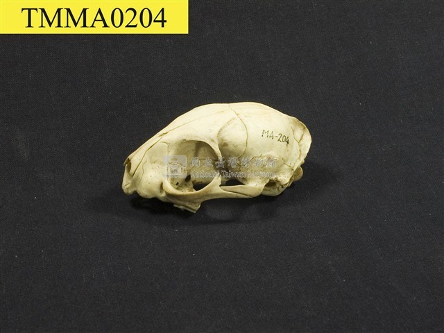石虎頭骨藏品圖，第6張