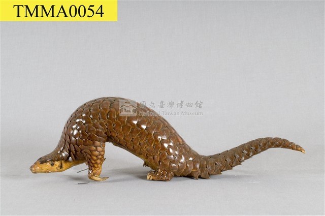 臺灣鯪鯉藏品圖，第6張