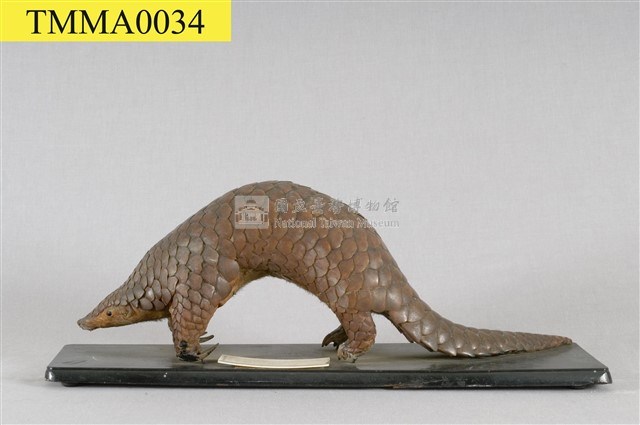 海南穿山甲藏品圖，第6張