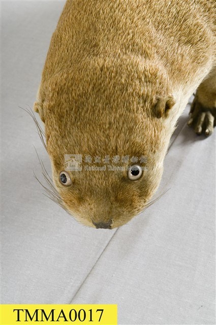 水獺藏品圖，第11張