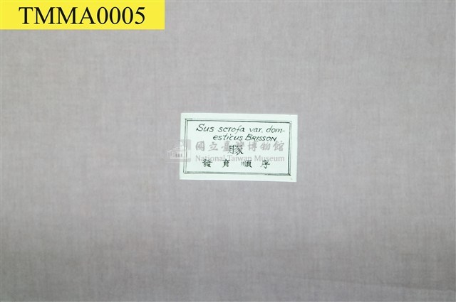豚(家豬)(發生過程)藏品圖，第5張