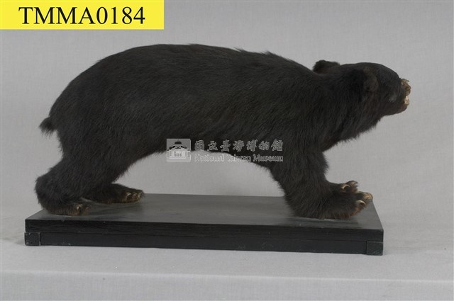臺灣黑熊藏品圖，第15張