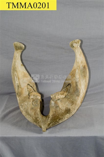 印度象(骨骼)藏品圖，第28張