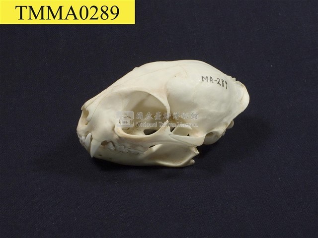 石虎頭骨藏品圖，第8張