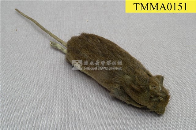 Formosan Field Mouse Collection Image, Figure 1, Total 18 Figures