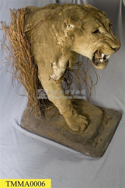 Lion Collection Image, Figure 8, Total 14 Figures