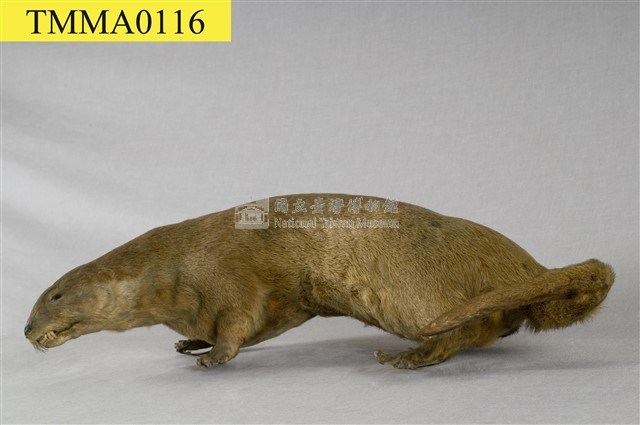 水獺藏品圖，第9張