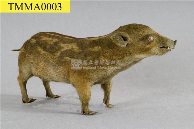 Formosan Wild Boar Collection Image, Figure 9, Total 19 Figures