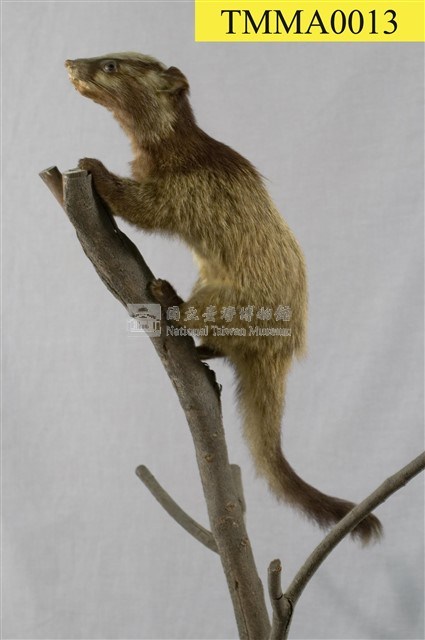 Foemosan Gem-faced Civet Collection Image, Figure 1, Total 12 Figures