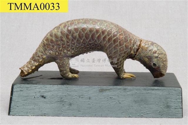 臺灣鯪鯉藏品圖，第1張