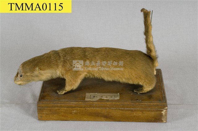 水獺藏品圖，第7張