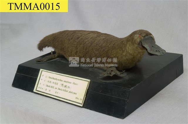 鴨嘴獸藏品圖，第6張