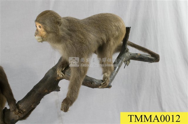 Formosan Rock-monkey Collection Image, Figure 6, Total 7 Figures