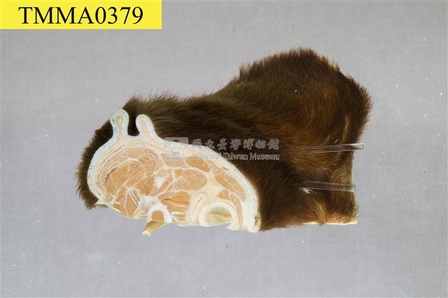 黑熊頸部藏品圖，第1張
