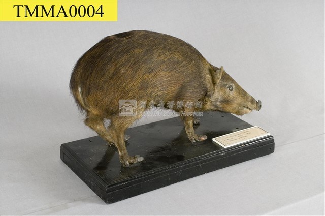 Formosan Wild Boar Collection Image, Figure 7, Total 16 Figures