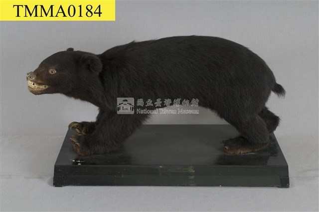 臺灣黑熊藏品圖，第1張