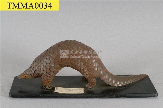 海南穿山甲藏品圖，第8張