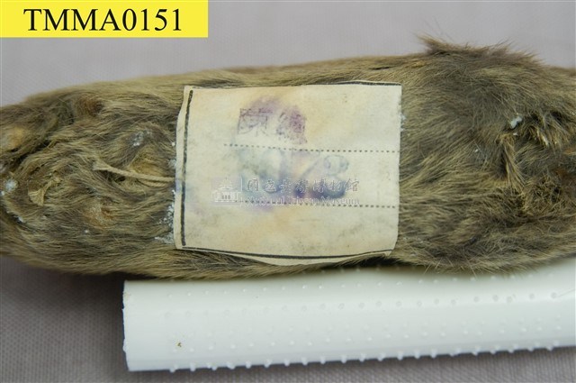 Formosan Field Mouse Collection Image, Figure 10, Total 18 Figures