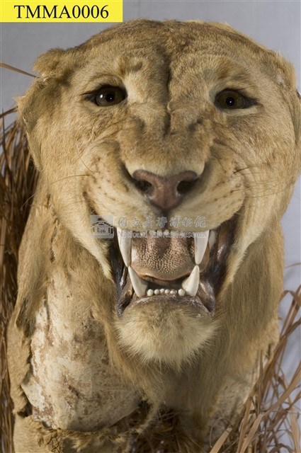 Lion Collection Image, Figure 13, Total 14 Figures