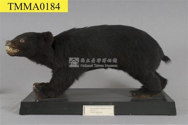 臺灣黑熊藏品圖，第17張