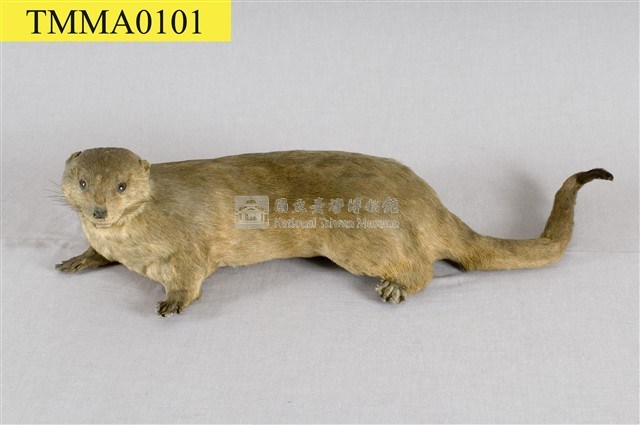 水獺藏品圖，第13張