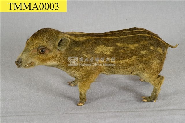 Formosan Wild Boar Collection Image, Figure 13, Total 19 Figures