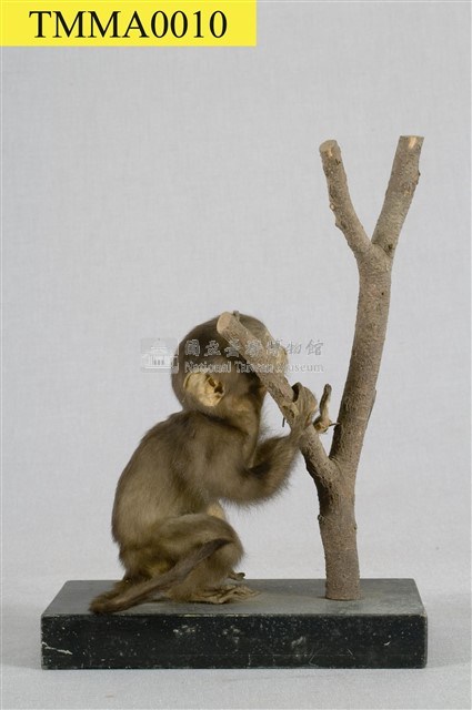Formosan Rock-monkey Collection Image, Figure 11, Total 15 Figures