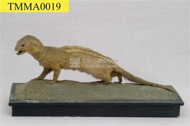 Crab-eating Mongoose Collection Image, Figure 11, Total 13 Figures