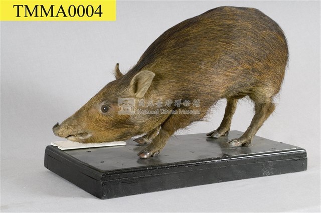 Formosan Wild Boar Collection Image, Figure 12, Total 16 Figures