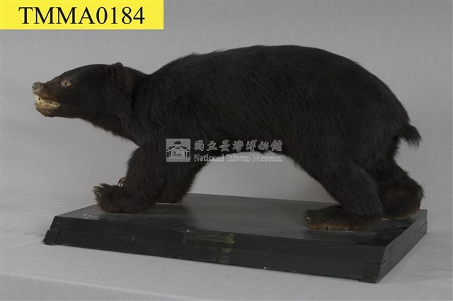臺灣黑熊藏品圖，第14張