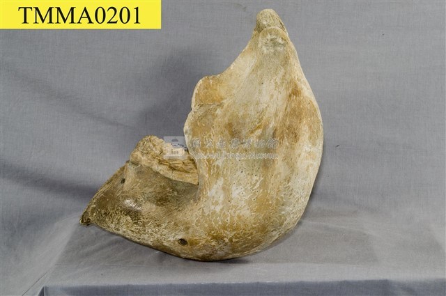 印度象(骨骼)藏品圖，第27張